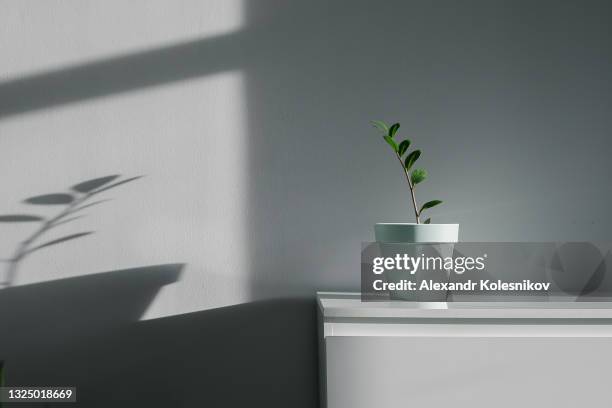house plant with shadow - bedside table stock pictures, royalty-free photos & images