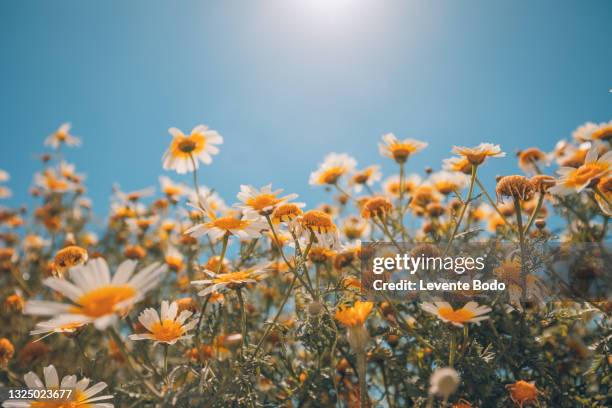 summer field with white daisies under blue sky. idyllic happy summer flowers, sun rays, dreamlike nature landscape background - flower field photos et images de collection