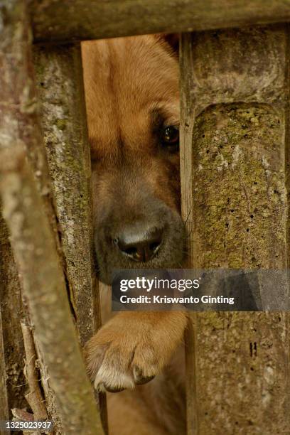 close up portrait of a brown puppy - dog climbing fence stock pictures, royalty-free photos & images