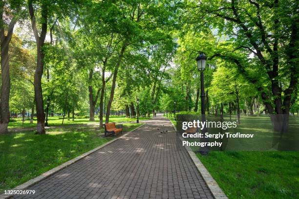 footpath in green city park at spring day - voie piétonnière photos et images de collection