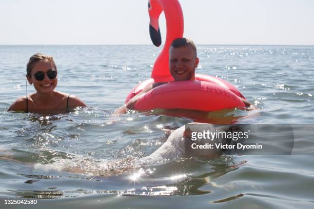 couple swims in the sea with their dog - flamingos stock-fotos und bilder