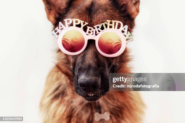 german shepherd puppy wearing sunglasses.  summery atmosphere - lampoon first birthday event stock-fotos und bilder