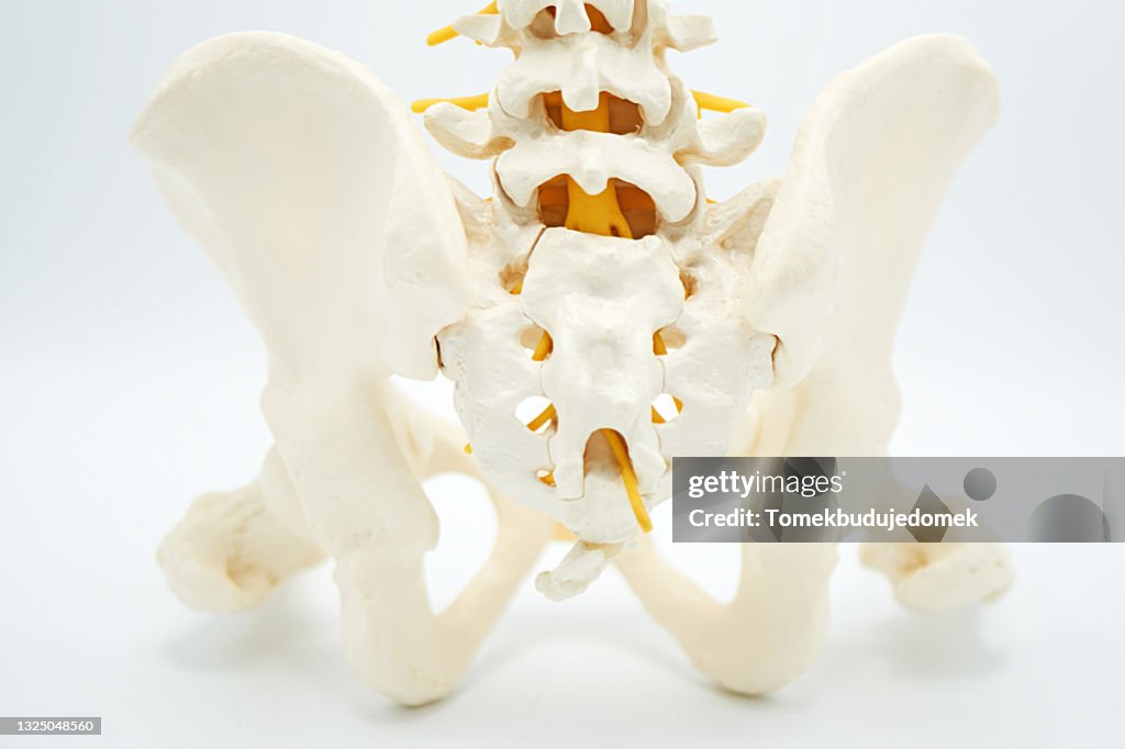 Spine