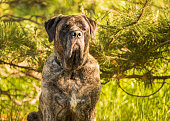 Mastiff dog in a forest with golden sunrise hues