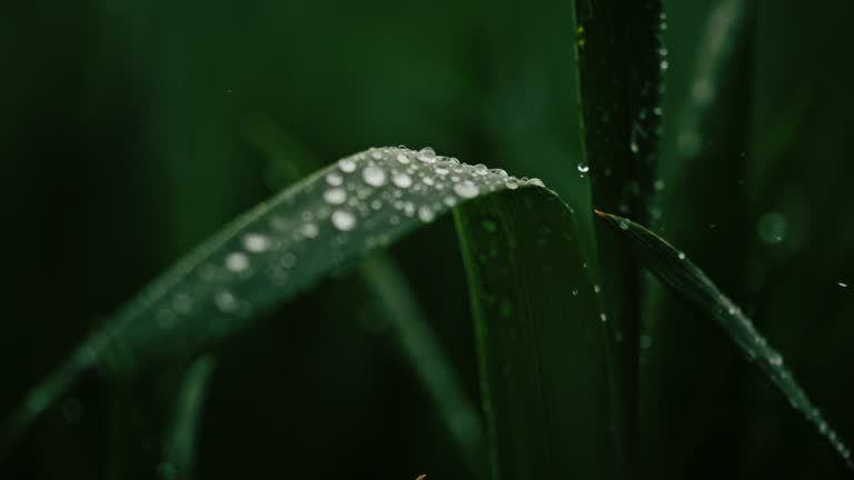 https://media.gettyimages.com/id/1325062494/video/super-raindrops-falling-on-green-plant.jpg?b=1&s=640x640&k=20&c=gvJ_Srz1g_YOzSqNEwMIFKxbq1Yf78bFFbVFgMFdD4w=