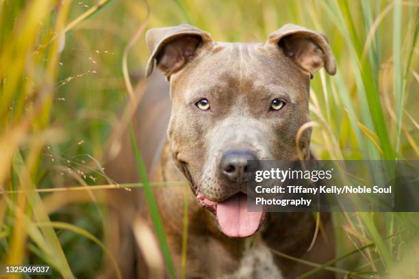 pit bull in the grass - pit bull terrier 個照片及圖片檔