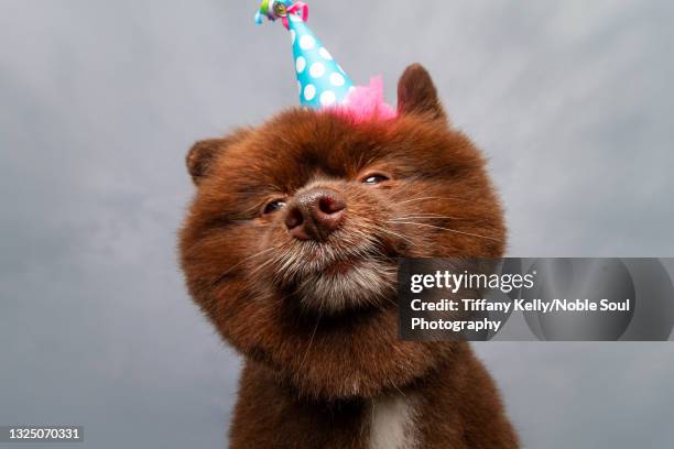 smug birthday dog - birthday stock-fotos und bilder