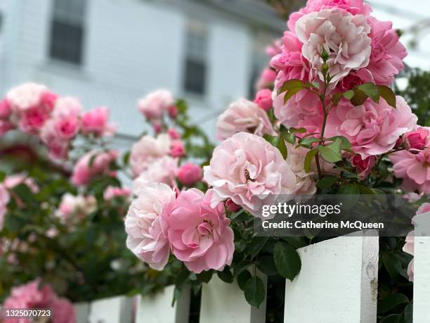 white picket fence overgrown with pink rose blossoms - white rose bushes stock pictures, royalty-free photos & images