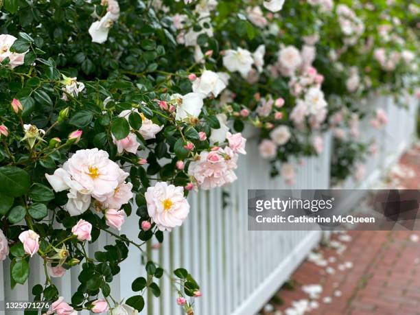 white picket fence overgrown with pink rose blossoms - overgrown hedge stock pictures, royalty-free photos & images