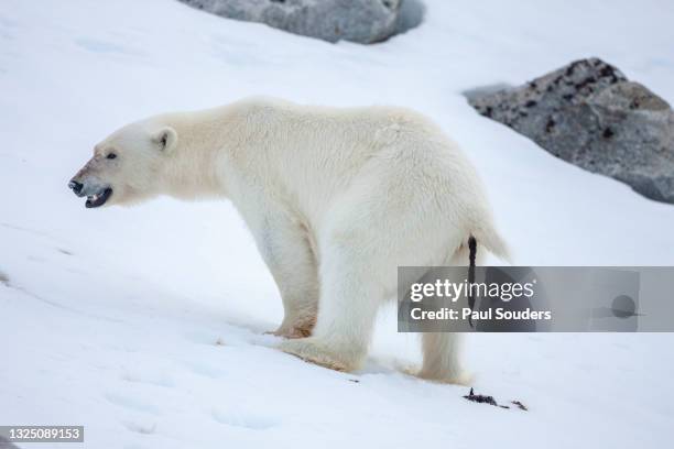 polar bear defecates after feeding on snow slope along fuglefjorden, spitsbergen island, svalbard, norway - bear feces stock pictures, royalty-free photos & images