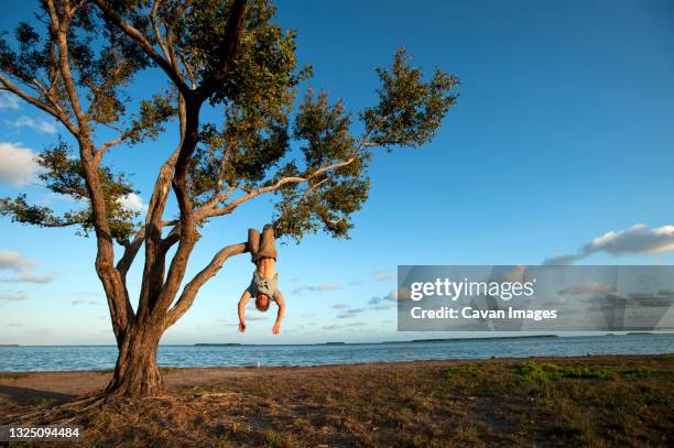 a man hangs from a tree branch in everglades national park, florida. - inverted stock pictures, royalty-free photos & images