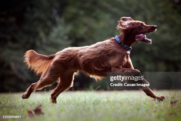 a dog runs in the park looking happy - irischer setter stock-fotos und bilder