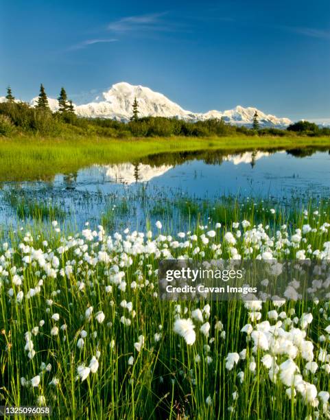 alaska cotton with denali reflected in pond, denali national park, alaska - denali nationalpark stock-fotos und bilder