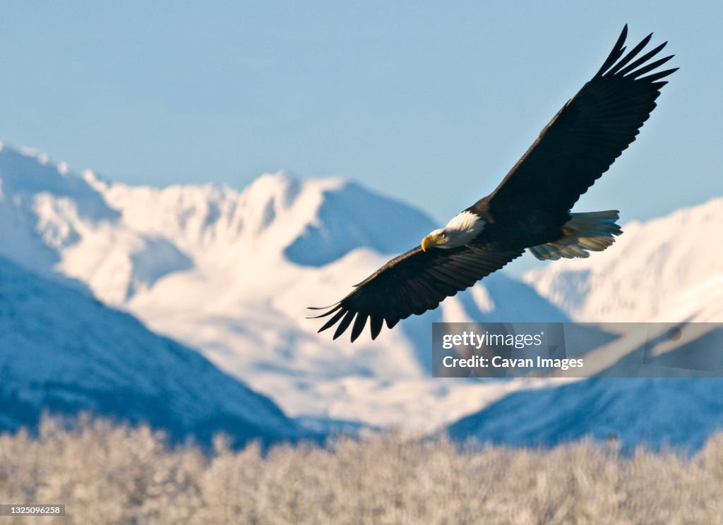 Bald Eagle (Haliaeetus leucocephalus)