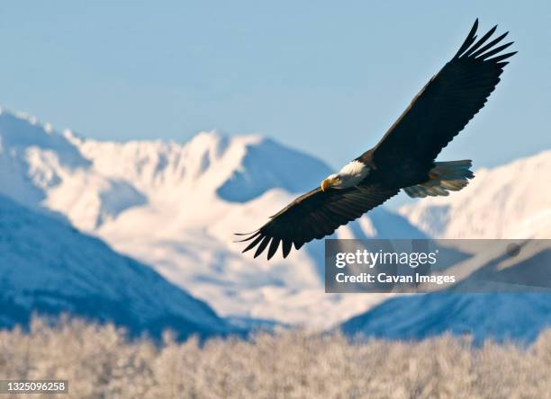 bald eagle (haliaeetus leucocephalus) - rio chilkat imagens e fotografias de stock