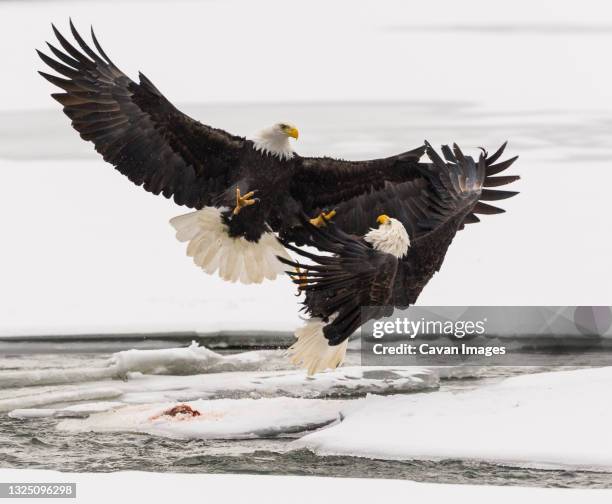 bald eagle (haliaeetus leucocephalus) - rio chilkat imagens e fotografias de stock