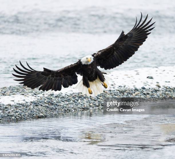 bald eagle (haliaeetus leucocephalus) - rio chilkat imagens e fotografias de stock