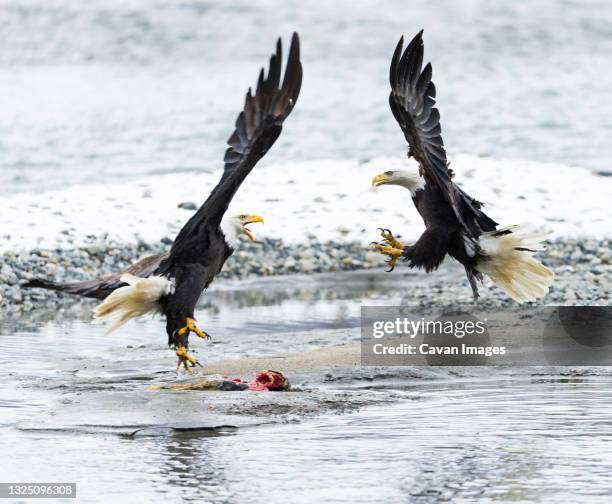 bald eagle (haliaeetus leucocephalus) - rio chilkat imagens e fotografias de stock