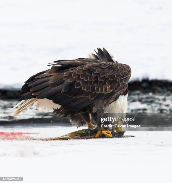 bald eagle (haliaeetus leucocephalus) - rio chilkat imagens e fotografias de stock