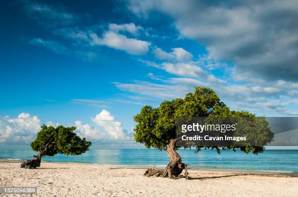 famous divi divi trees on sandy beach in aruba - aruba beach stock-fotos und bilder