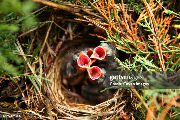 Robin Hatching Robin Hatch Photos and Premium High Res Pictures - Getty Images