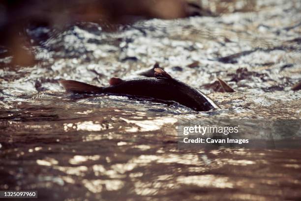 spawning salmon - trout stock pictures, royalty-free photos & images