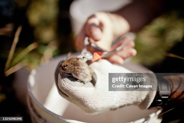 field research - dierenchip stockfoto's en -beelden