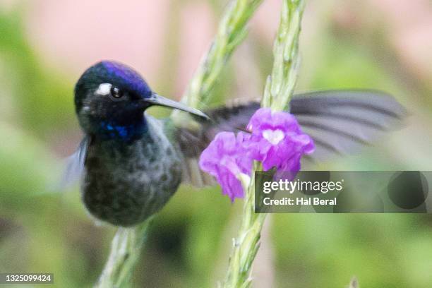 violet-headed hummingbird male feeding on flower - violet headed hummingbird stock pictures, royalty-free photos & images