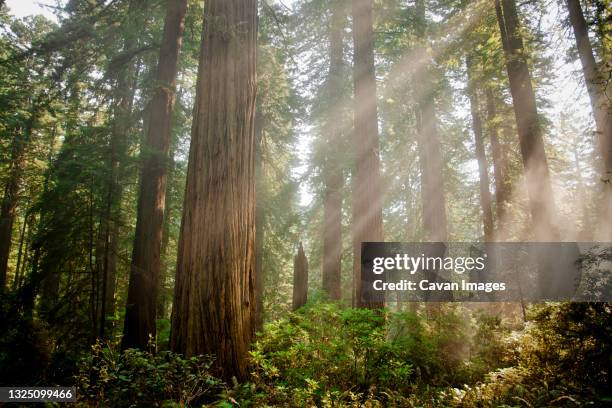 redwood forest - sequia stock pictures, royalty-free photos & images