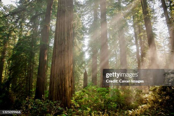 redwood forest - floresta de sequoias - fotografias e filmes do acervo