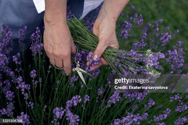 close-up of hands cutting lavender flowers with scissors. - prunes stock pictures, royalty-free photos & images