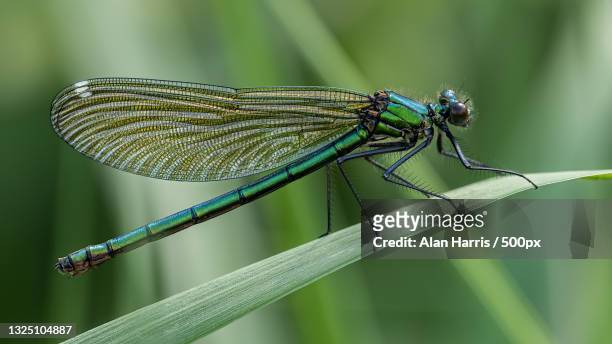 close-up of dragonfly on plant,cossington meadows,united kingdom,uk - damselfly fotografías e imágenes de stock