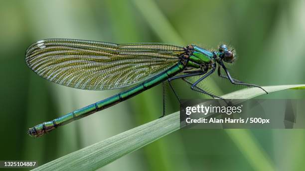close-up of dragonfly on plant,cossington meadows,united kingdom,uk - calopteryx splendens - fotografias e filmes do acervo