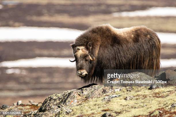 close-up of musk ox,dovrefjell,norway - musk stock pictures, royalty-free photos & images