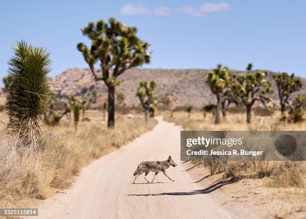 coyote on the road - josuabaum stock-fotos und bilder