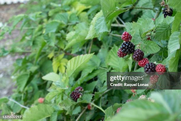 boysenberries, ripe and unripe, growing on berry bush - american pickers foto e immagini stock