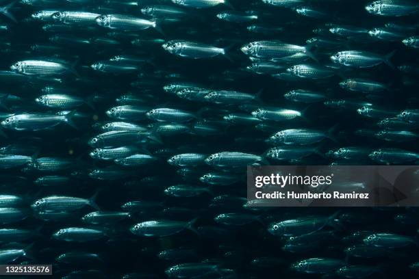 false herring school. - aringa foto e immagini stock