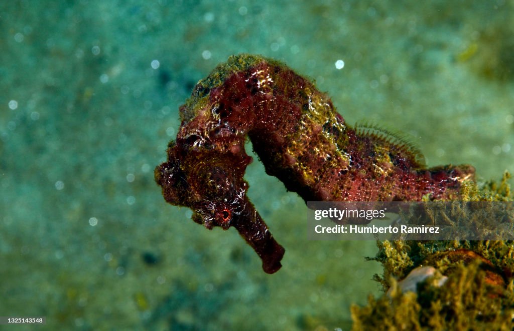 Longsnout Seahorse.