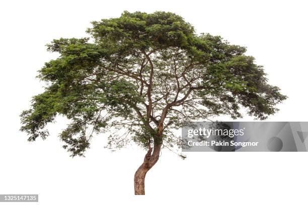 large green tree isolated on white background. - tree on white stock pictures, royalty-free photos & images