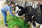 Female farmer feeding cows with fresh green grass