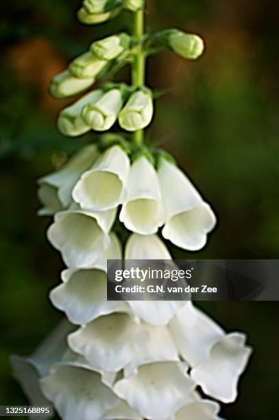 digitalis purpurea - foxglove stock pictures, royalty-free photos & images