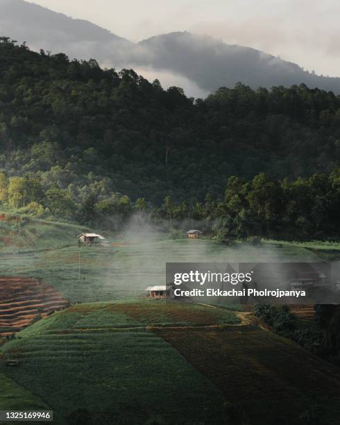 terraced paddy field in mae-jam village , chaingmai province , thailand - chiang mai province stock-fotos und bilder