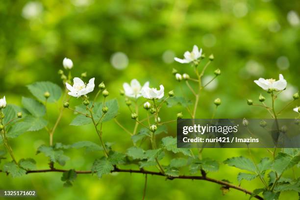 rasberry blossom - bunchberry cornus canadensis stock pictures, royalty-free photos & images