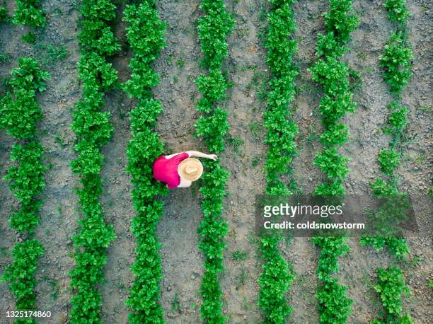 aerial top down view of man working in vegetable garden - romania people stock pictures, royalty-free photos & images