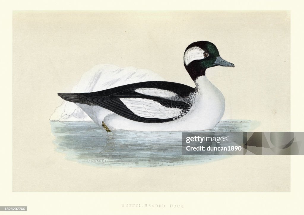 Bufflehead duck, Bucephala albeola, Birds, Wildlife Art print