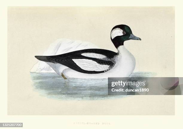 bufflehead duck, bucephala albeola, birds, wildlife art print - bufflehead duck stock illustrations