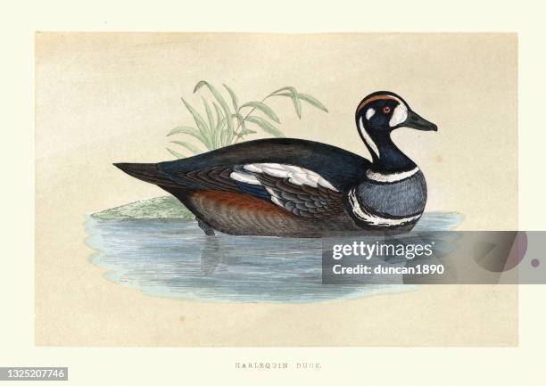 harlequin duck, histrionicus histrionicus, birds, wildlife art print - drake stock illustrations