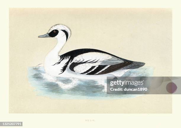 smew duck, mergellus albellus, birds, wildlife art print - drake stock illustrations