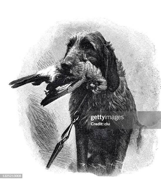 60 Ilustraciones de Dead Dog Cartoon - Getty Images 60 Ilustraciones de Dead Dog Cartoon - Getty Images