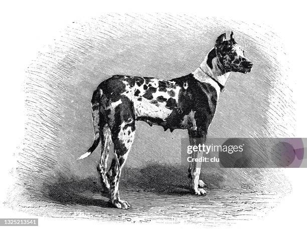 german mastiff, side view - mastiff stock illustrations